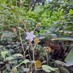 Hibiscus lobatus Кветка