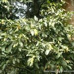 Garcinia intermedia Leaf