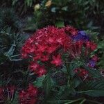 Pentas lanceolataFlower