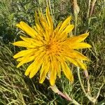 Tragopogon pratensisFlower