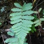 Arthropteris orientalis Листок