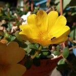 Portulaca umbraticolaFlower