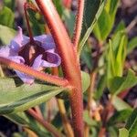 Trichodesma ambacense Corteza
