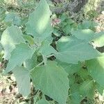 Physalis peruviana Feuille