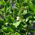 Diospyros vieillardii Fruit