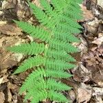 Dryopteris marginalis Blad