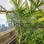 Ravenea rivularis 形态