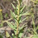 Solidago speciosa 叶