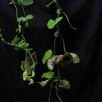 Aristolochia cymbifera Blomst