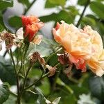 Rosa abietina ശീലം