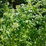 Rorippa nasturtium-aquaticum Kvet