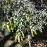 Juniperus drupacea Deilen