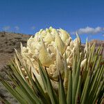 Yucca brevifolia Blomma