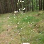 Deschampsia flexuosa 花