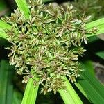 Cyperus miliifolius Otro