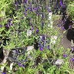 Salvia chamaedryoides Hábito