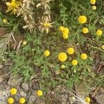 Cotula anthemoides अन्य