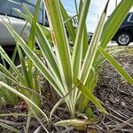 Dianella ensifoliaFuelha