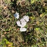 Achillea nobilis Flower