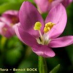 Centaurium portense Flower