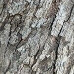 Photinia serratifolia Bark