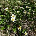 Caltha leptosepala عادت