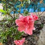 Rhododendron simsii Blodyn