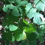 Sanguinaria canadensis Fulla