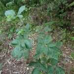 Rubus nessensis Other