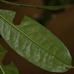 Amanoa guianensis Blad