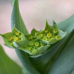 Bupleurum lancifolium Kvet
