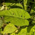 Salvia glutinosa Leaf