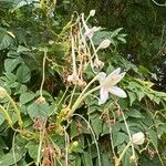 Millingtonia hortensis Kukka