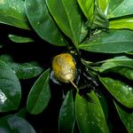 Solandra longiflora Fruit