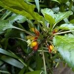 Impatiens niamniamensis Flower