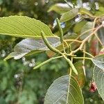 Alnus formosana Other