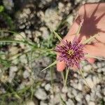 Tragopogon angustifolius 花