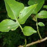 Solanum wendlandii पत्ता