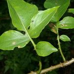 Solanum wendlandii Folha