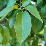 Prunus ilicifolia ഇല