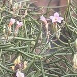 Campylanthus salsoloides Flor