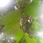 Scorodocarpus borneensis Blatt