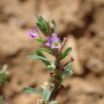 Lythrum tribracteatum