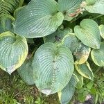 Hosta plantagineaЛист