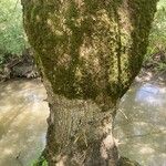 Fraxinus excelsior 樹皮