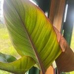 Philodendron erubescens Blad