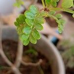 Zanthoxylum fagara Leaf