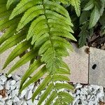 Dryopteris atrataЛист