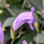 Strobilanthes glutinosa Кветка