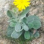 Hieracium tomentosum 花